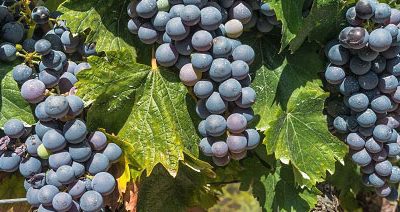 La Interprofesional del Vino de España estima una cosecha corta y se muestra optimista ante los claros signos de recuperación del mercado