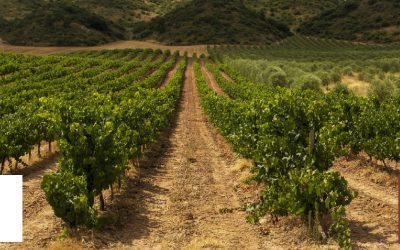 La Interprofesional del Vino de España trabaja junto a KPMG en el desarrollo del plan estratégico del sector vitivinícola para los próximos años