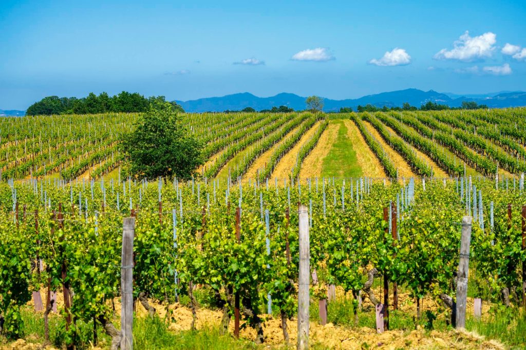 Campos de viñedos en España, país vitivinícola sostenible